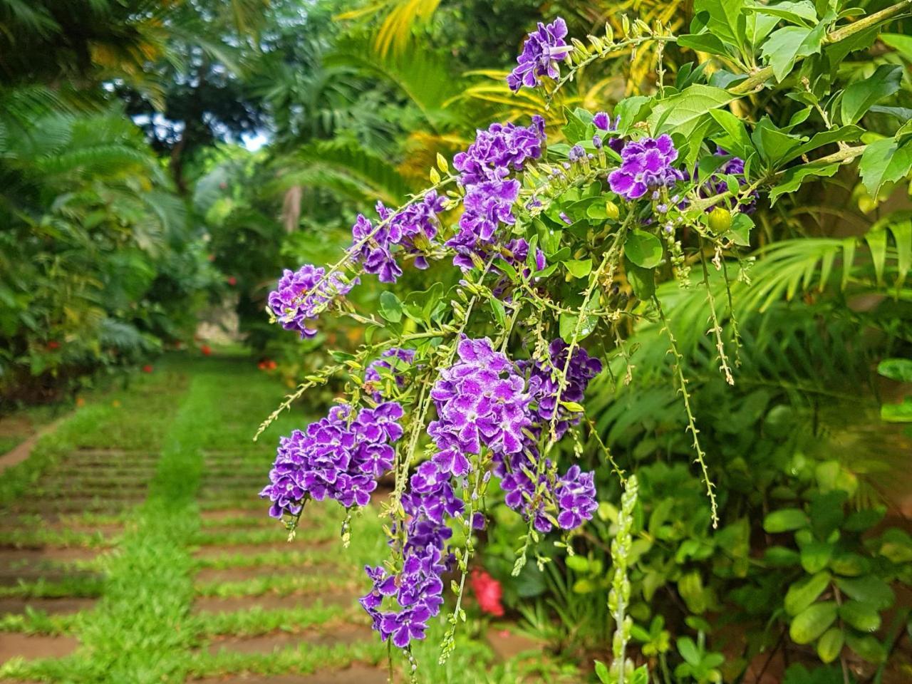 Villa Nissa Siem Reap Exteriör bild