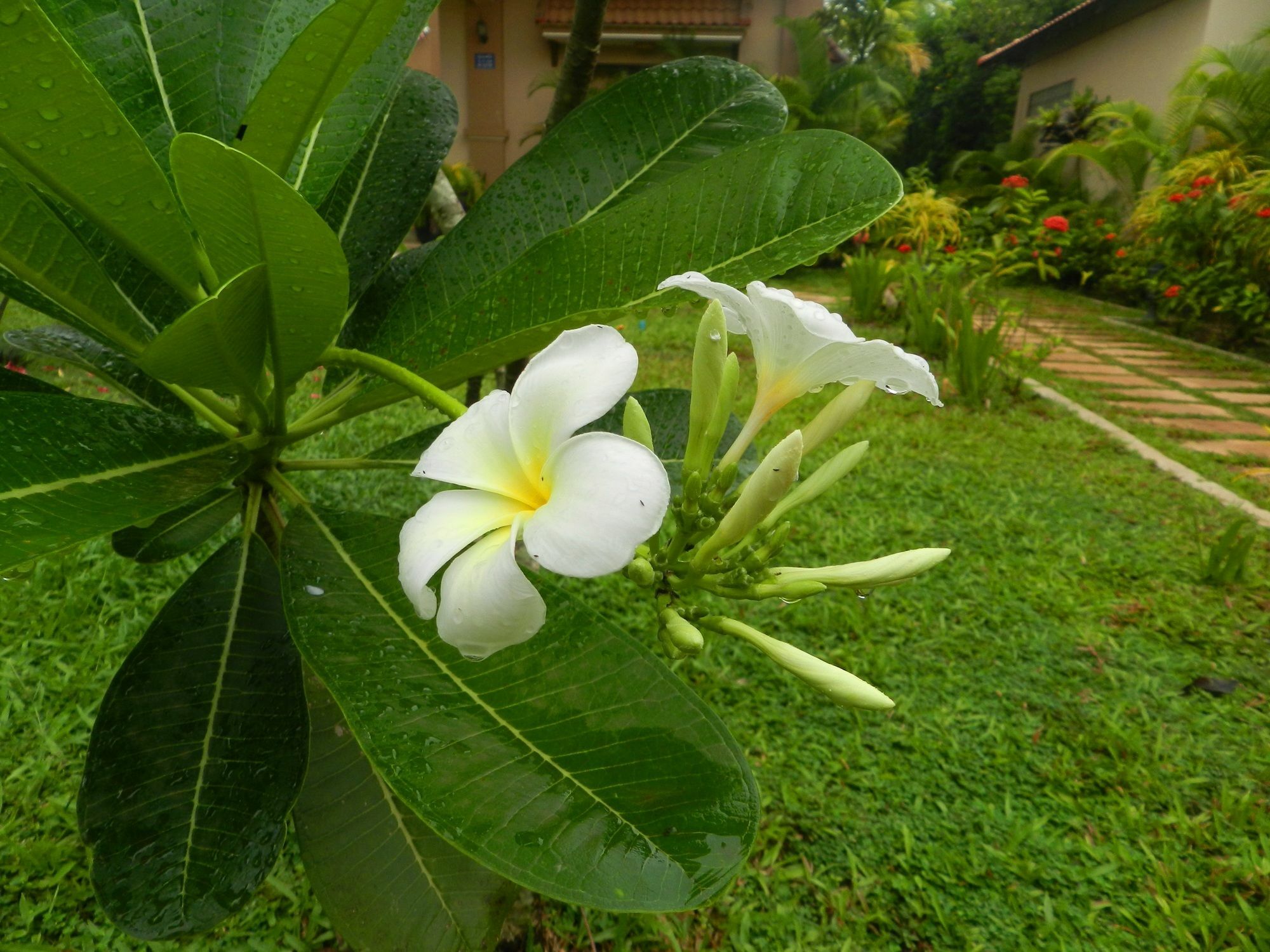 Villa Nissa Siem Reap Exteriör bild
